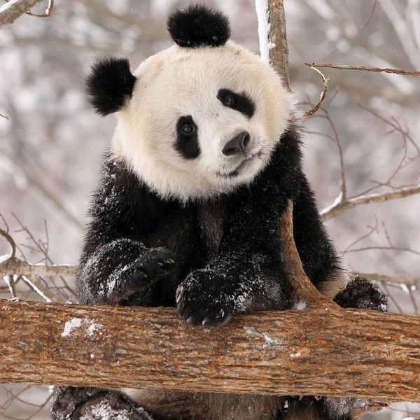 PANDA