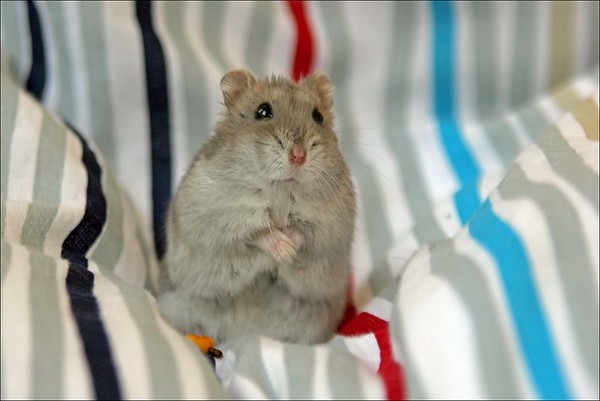 HAMSTER