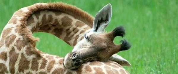 GIRAFE