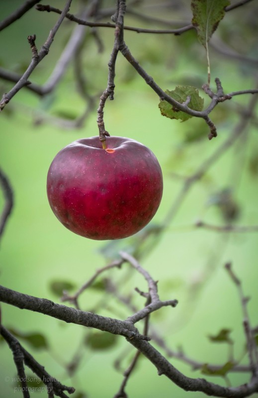 LA POMME