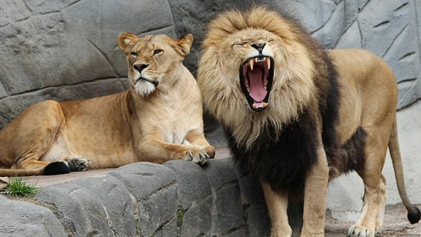 LION ET LIONNE