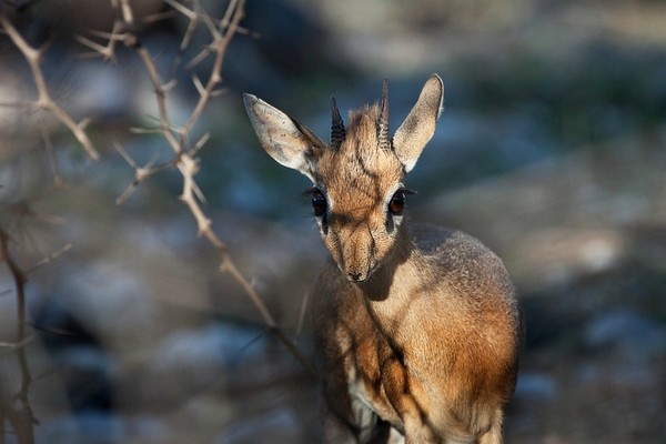 BICHE CERF...