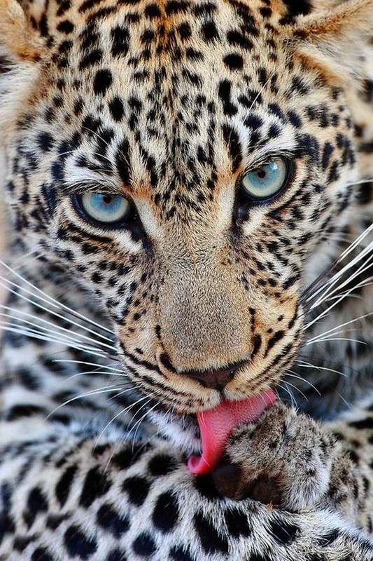 LEOPARD