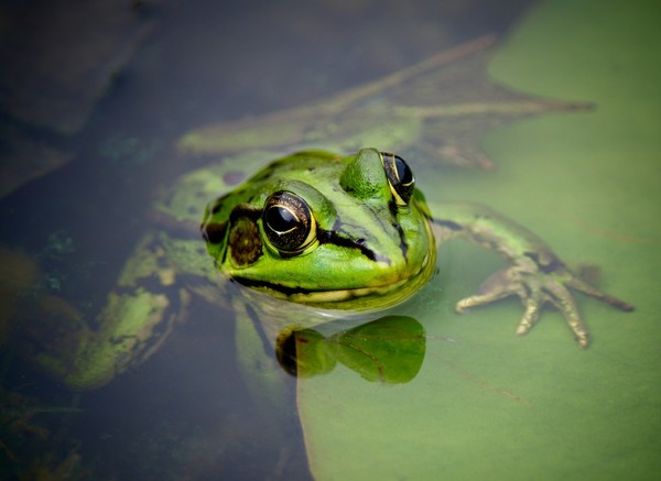 GRENOUILLE