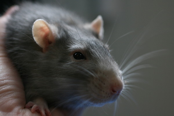 RAT