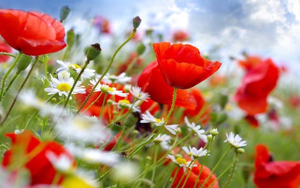 COQUELICOTS