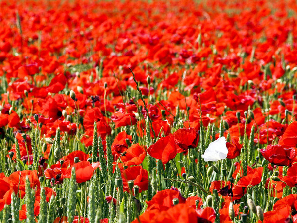 COQUELICOTS