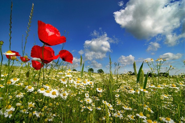 COQUELICOTS