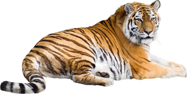 TIGRE