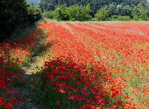 COQUELICOTS