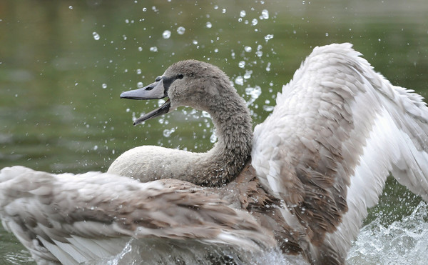 CYGNE