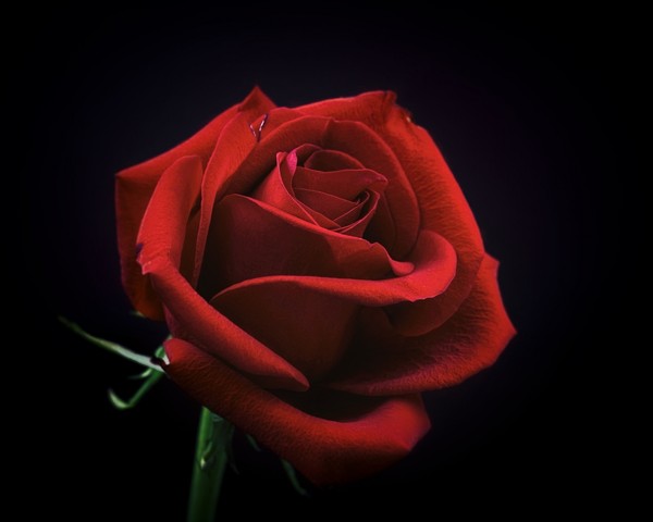 ROSE 2