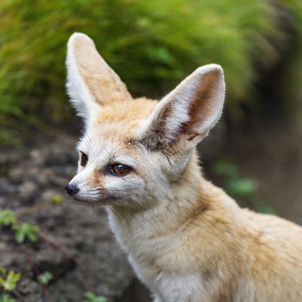 FENNEC