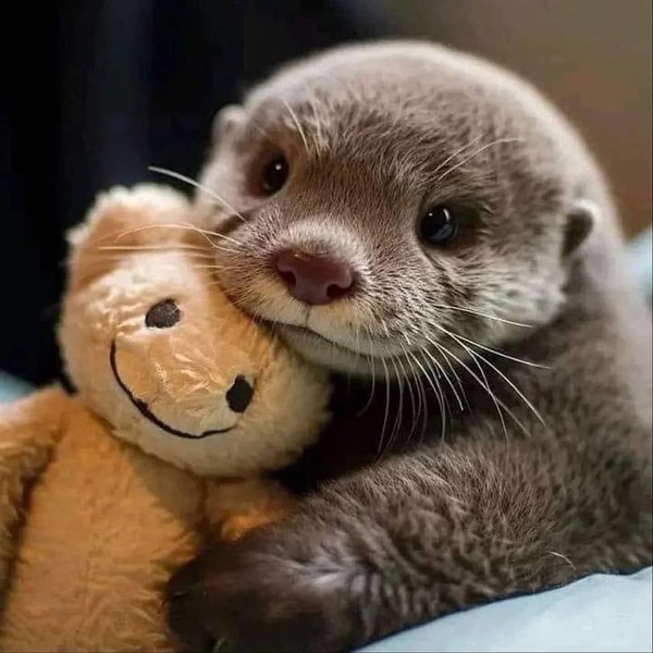 LOUTRE