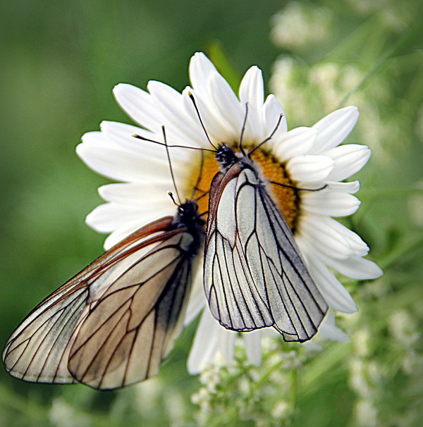 PAPILLONS