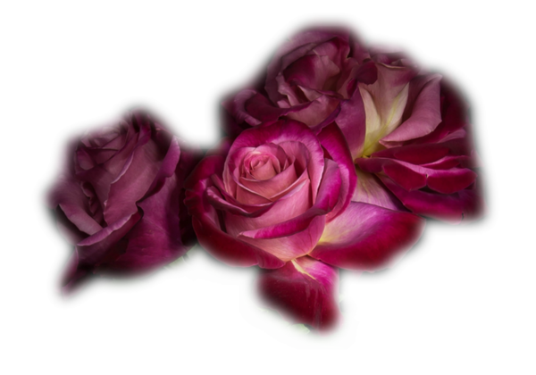 ROSES 2