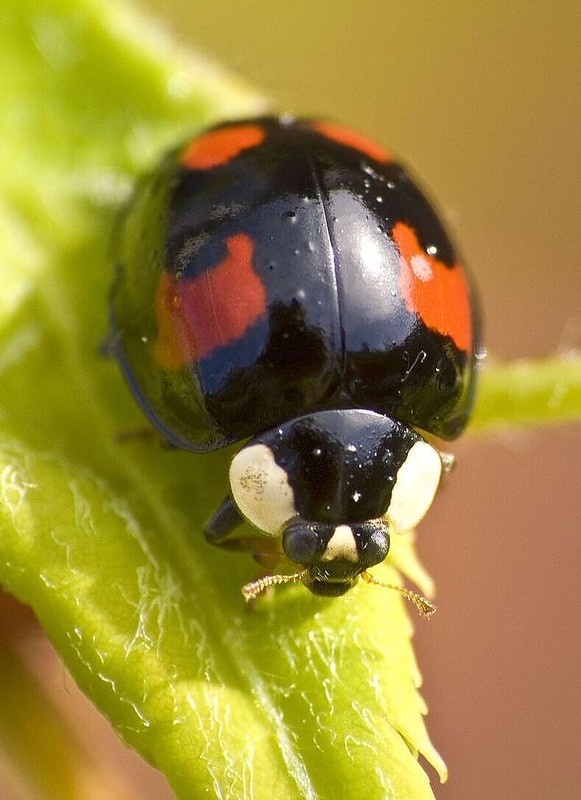 COCCINELLE 3