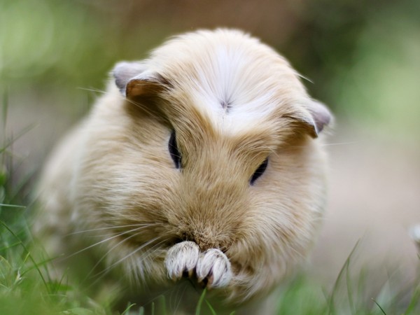 HAMSTER