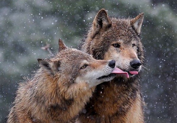 LOUPS