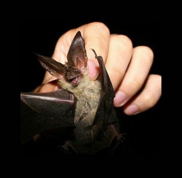 CHAUVE SOURIS