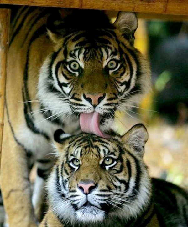 TIGRES