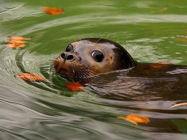 LOUTRE