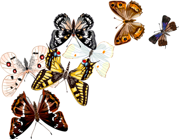 PAPILLONS