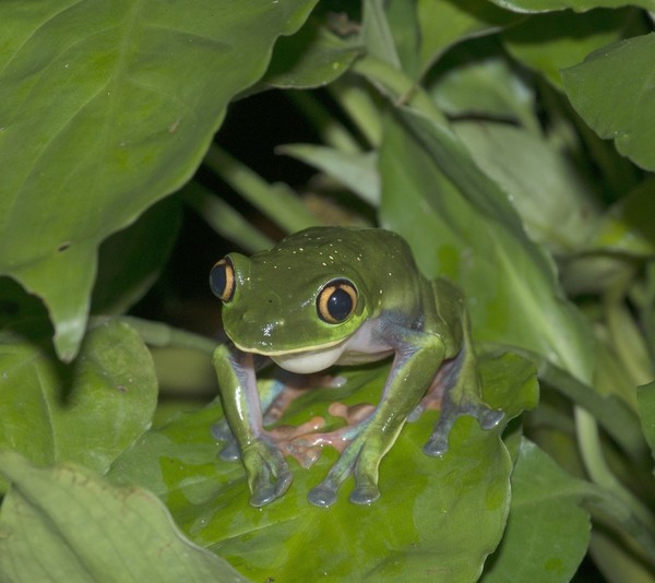 GRENOUILLE