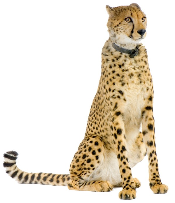 GUEPARD