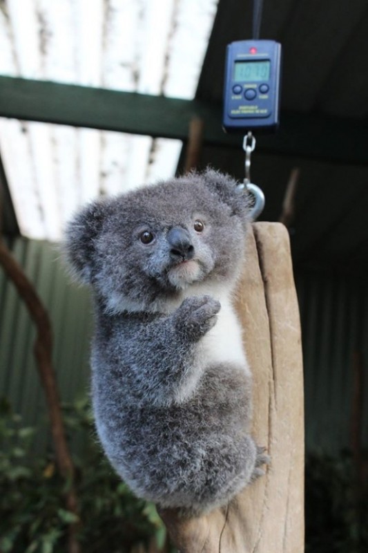 KOALA