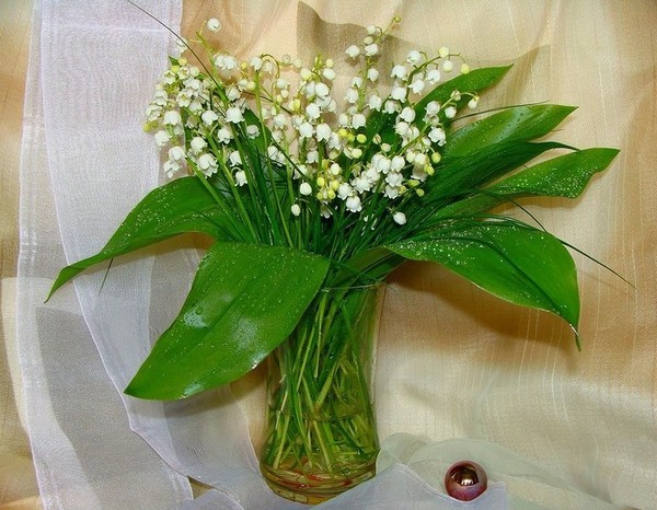 LE MUGUET