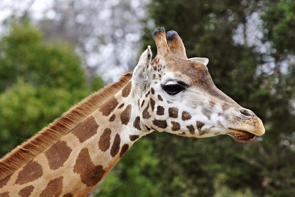 GIRAFE