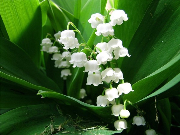 LE MUGUET