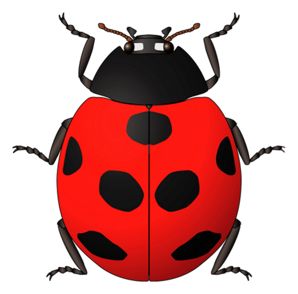 COCCINELLE