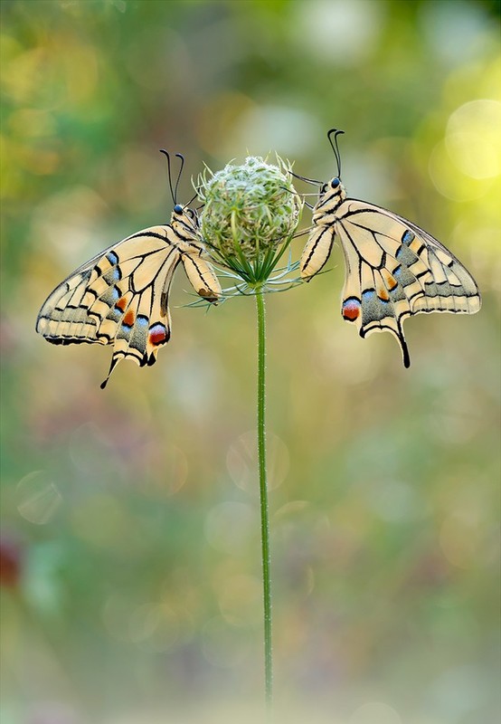 PAPILLONS