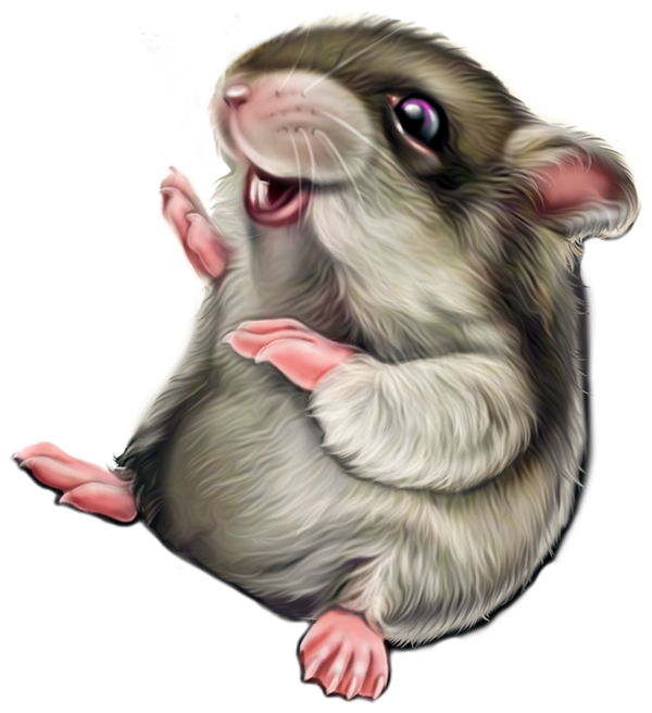 SOURIS RAT HAMSTER... 2