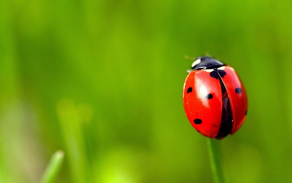 COCCINELLE