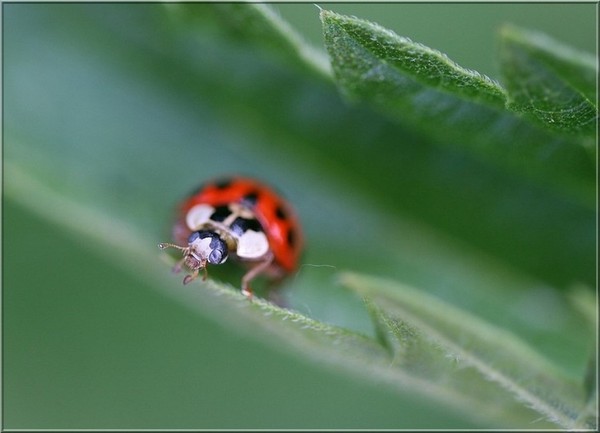 COCCINELLE