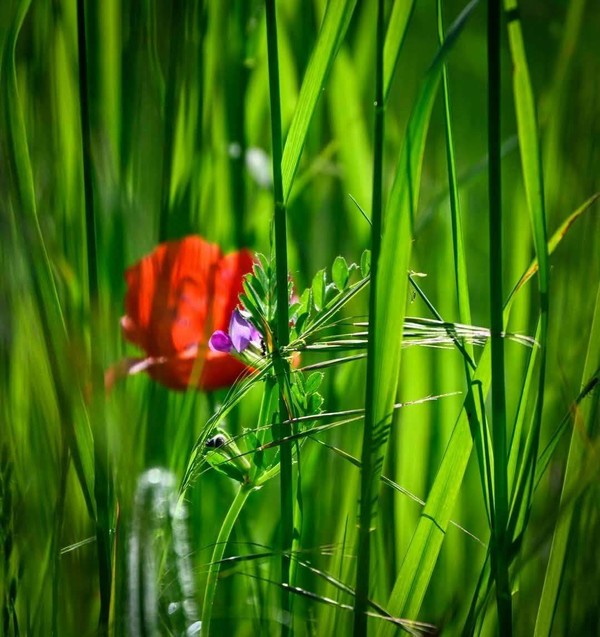 COQUELICOTS 2