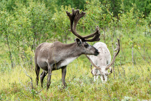 BICHE CERF...