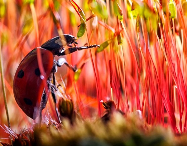 COCCINELLE