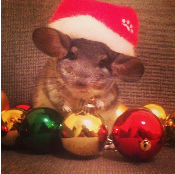 CHINCHILLA