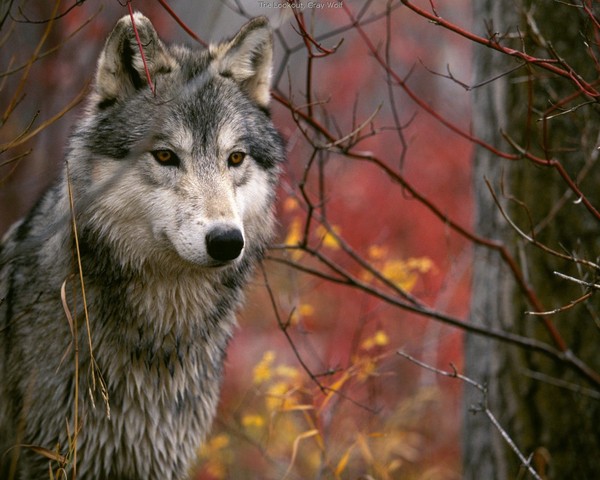 LOUP