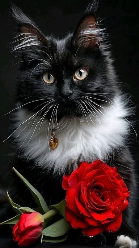 CHAT 6