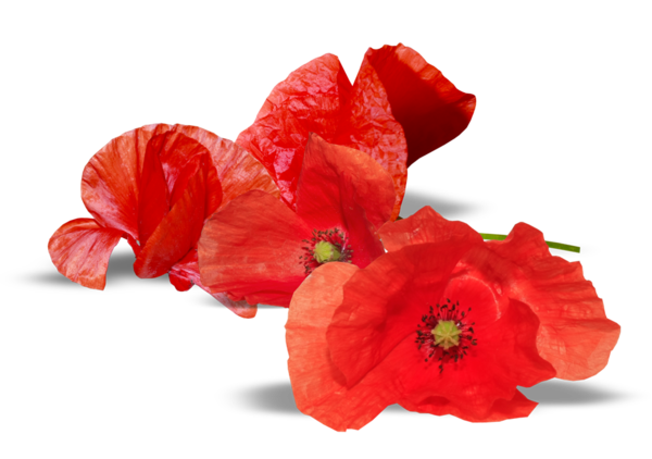 COQUELICOTS