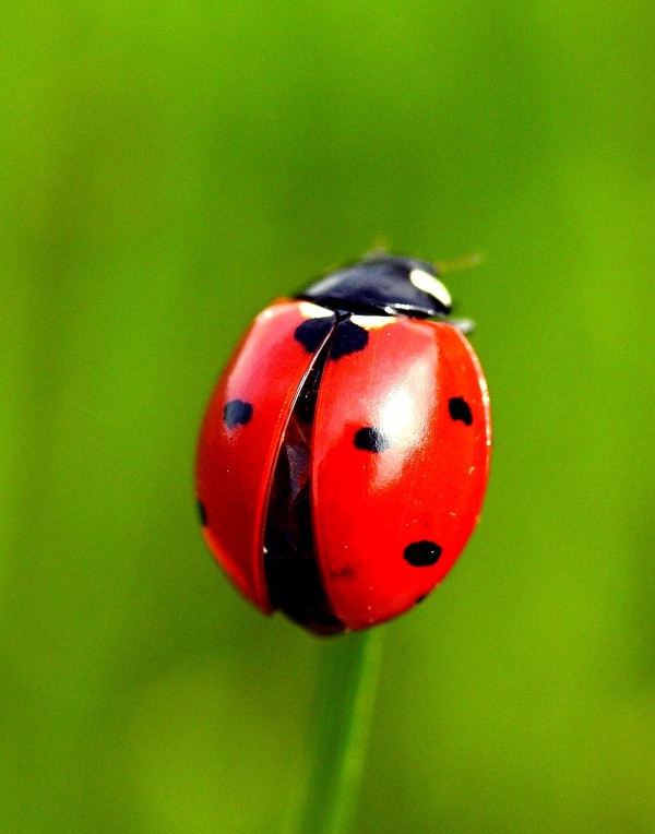 COCCINELLE