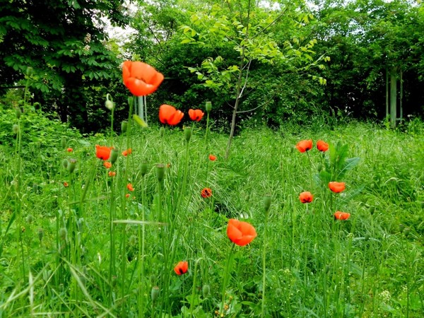 COQUELICOTS