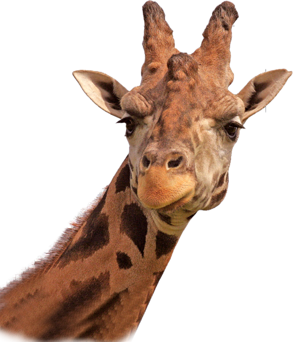 GIRAFE