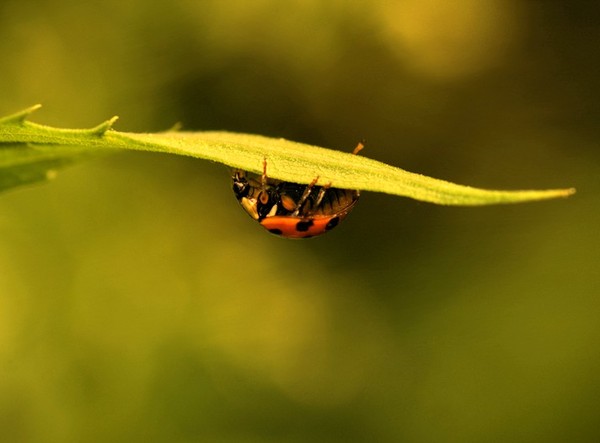 COCCINELLE