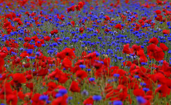 COQUELICOTS